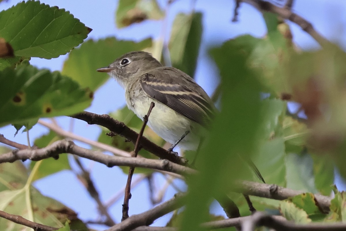 Empidonax sp. - ML641205387