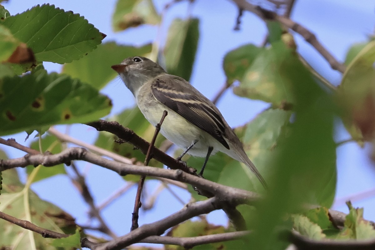Empidonax sp. - ML641205388