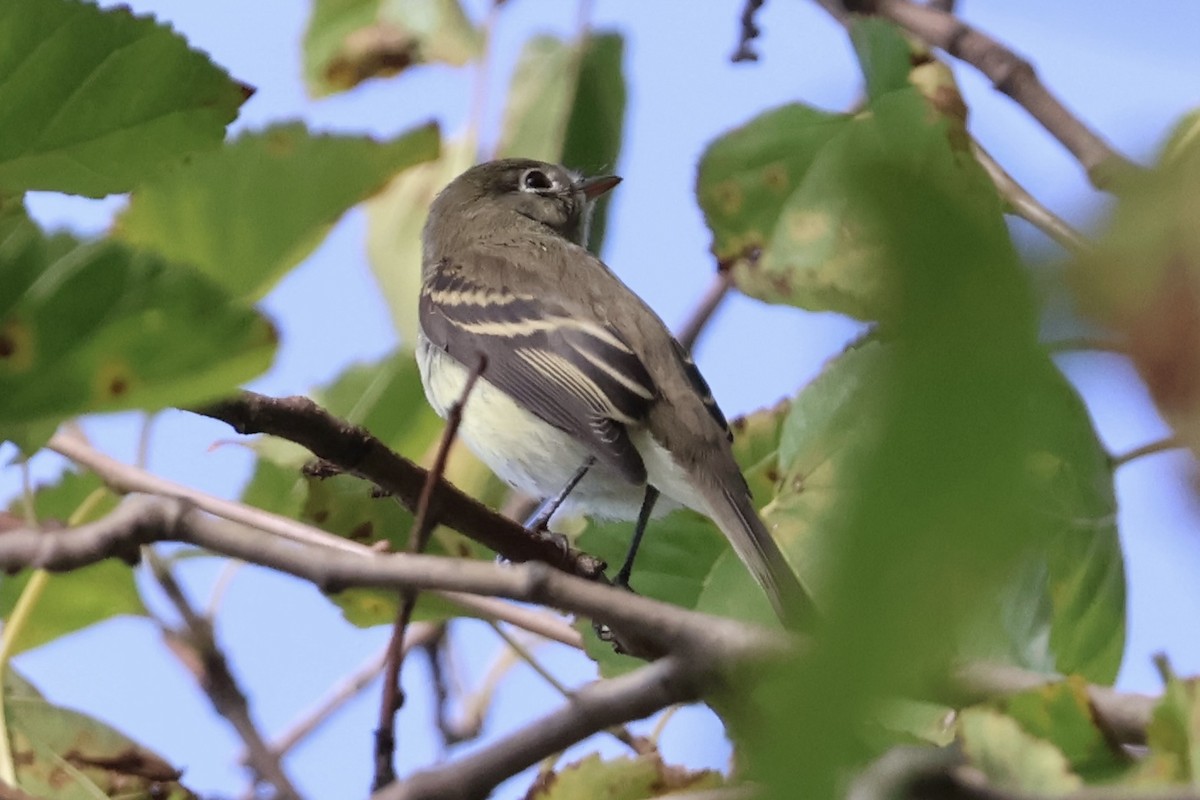 Empidonax sp. - ML641205389