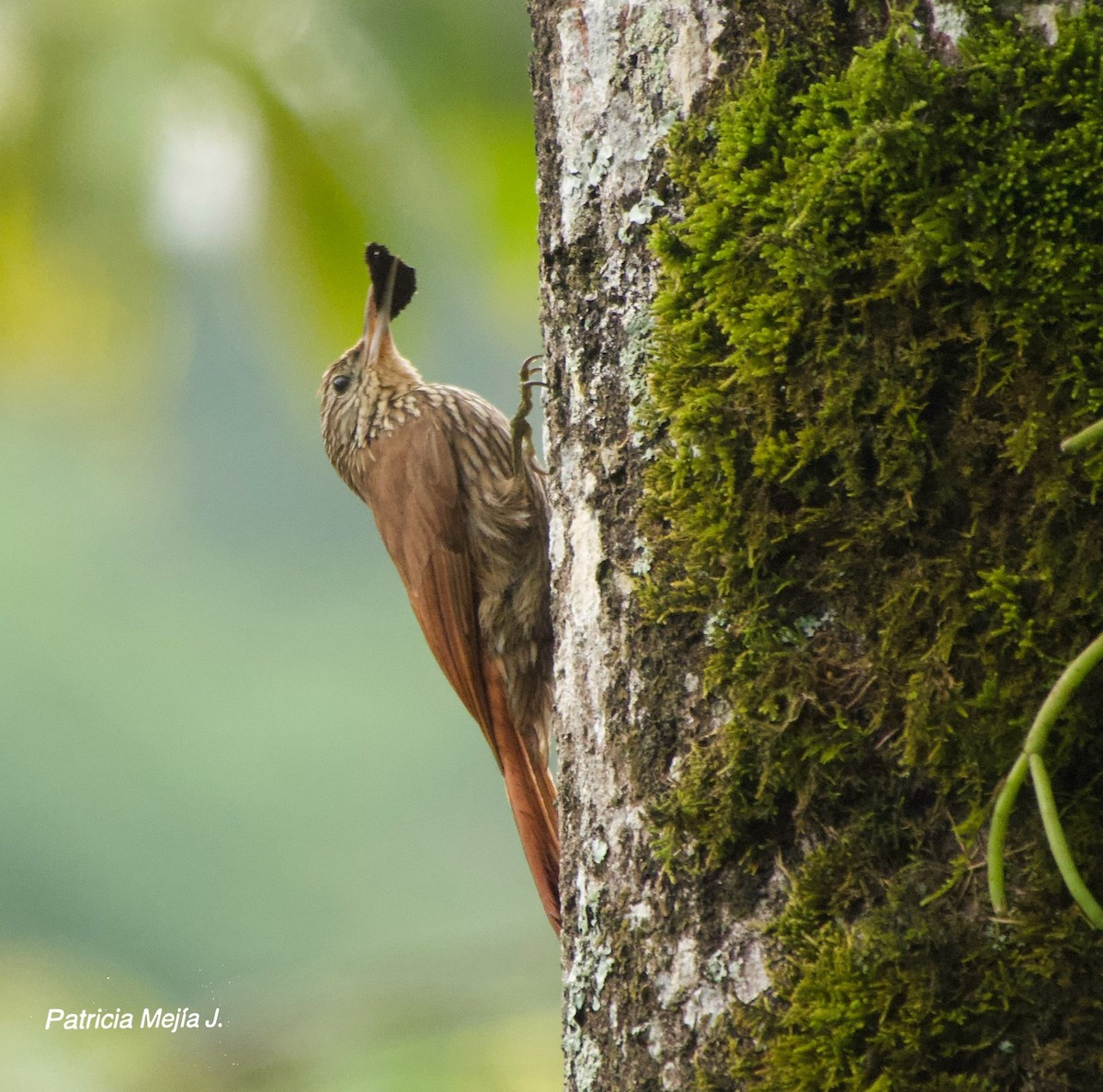 Streak-headed Woodcreeper - ML641205395