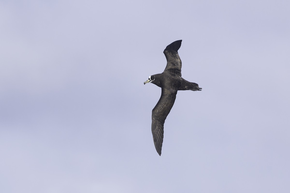 Spectacled Petrel - ML641205401