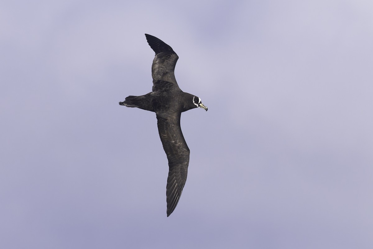 Spectacled Petrel - ML641205402