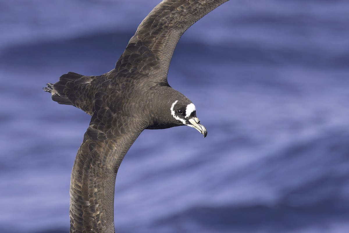 Spectacled Petrel - ML641205403