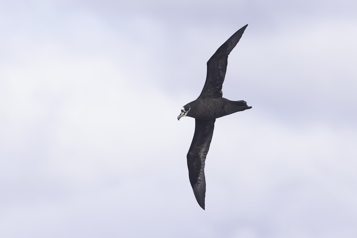 Spectacled Petrel - ML641205405