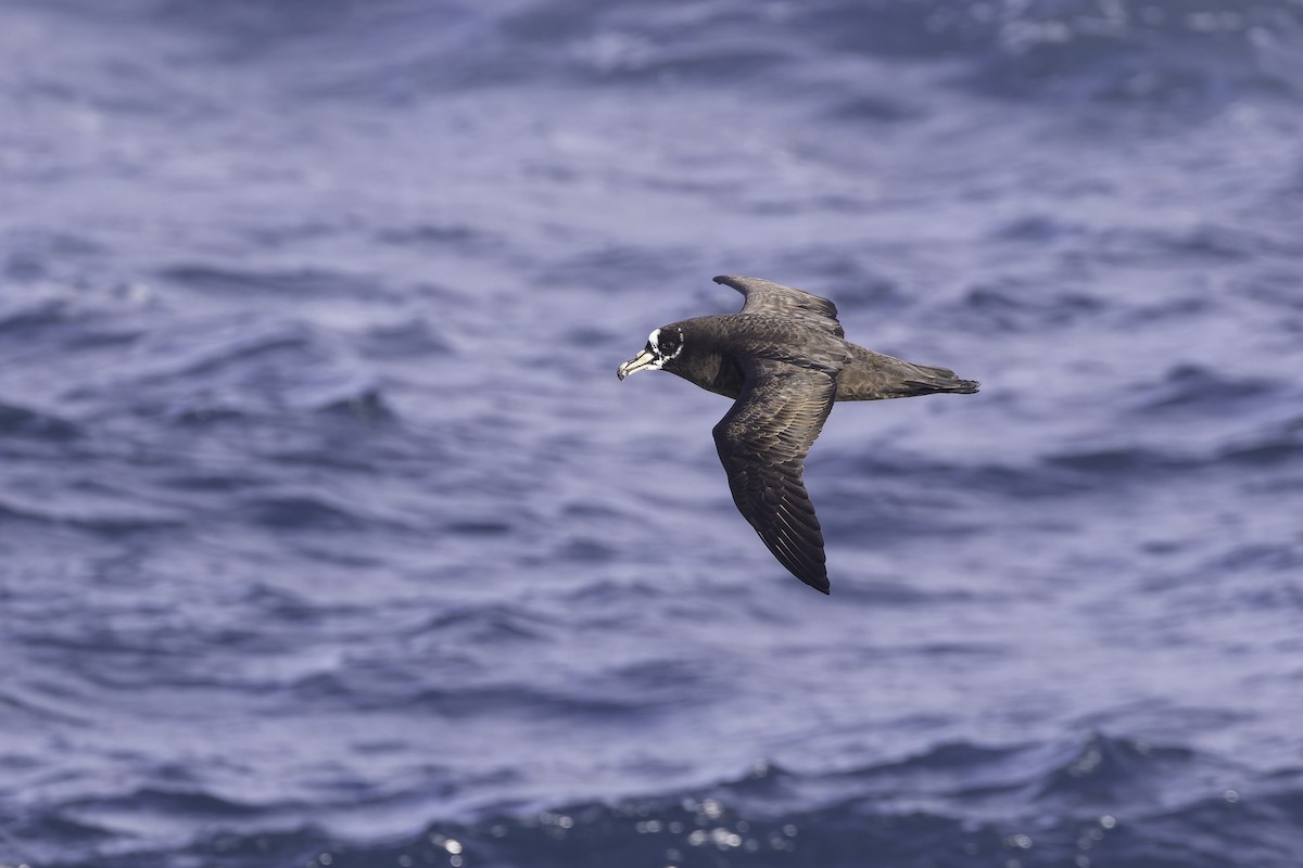 Spectacled Petrel - ML641205406