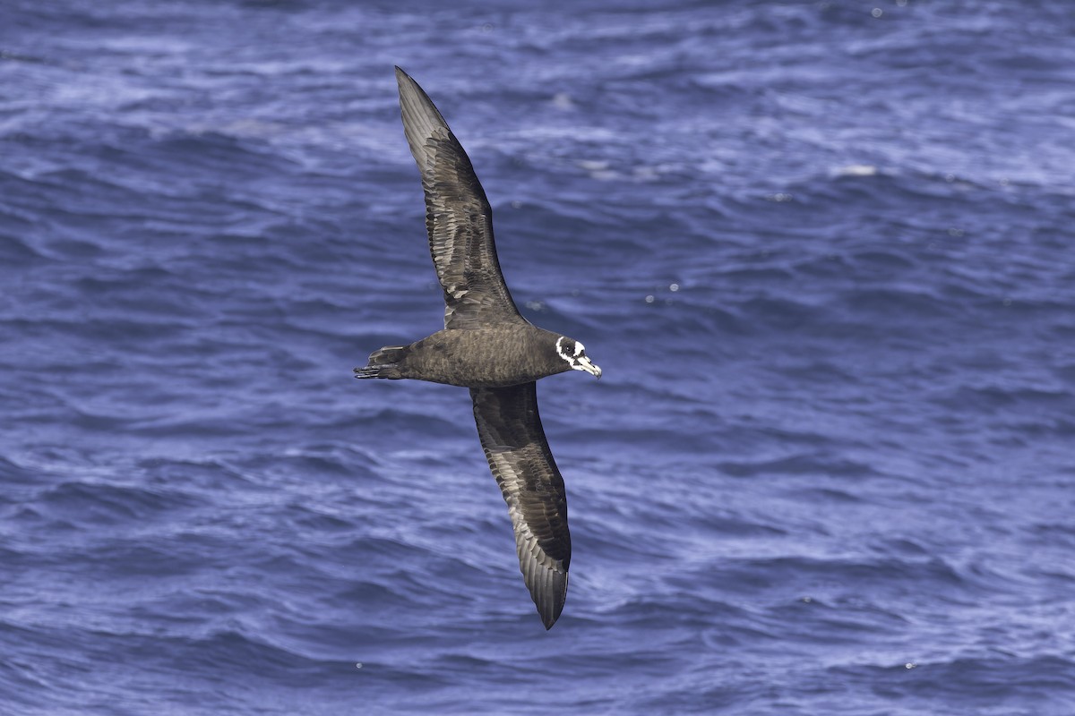 Spectacled Petrel - ML641205408