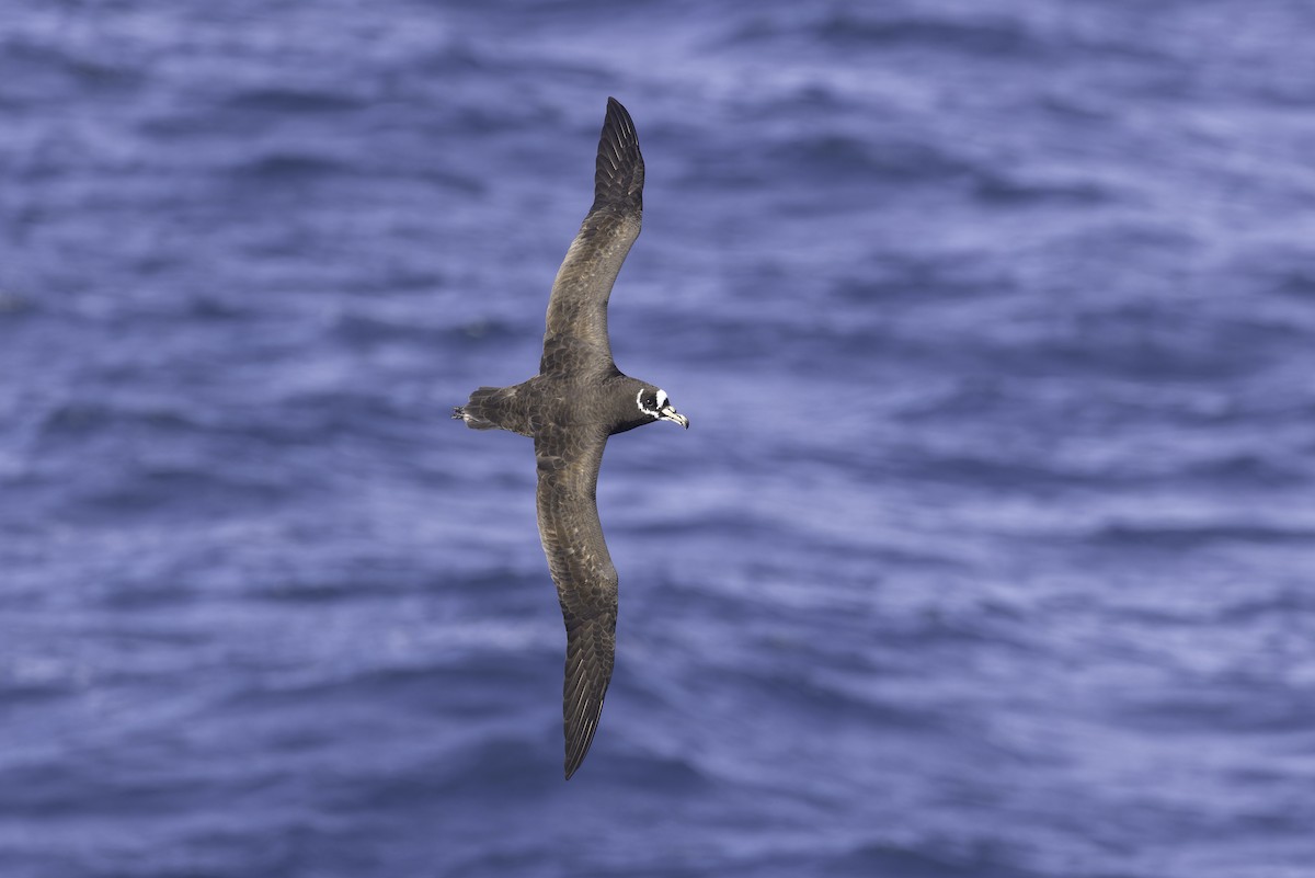 Spectacled Petrel - ML641205409