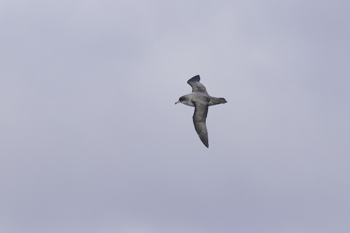 Gray Petrel - ML641205421