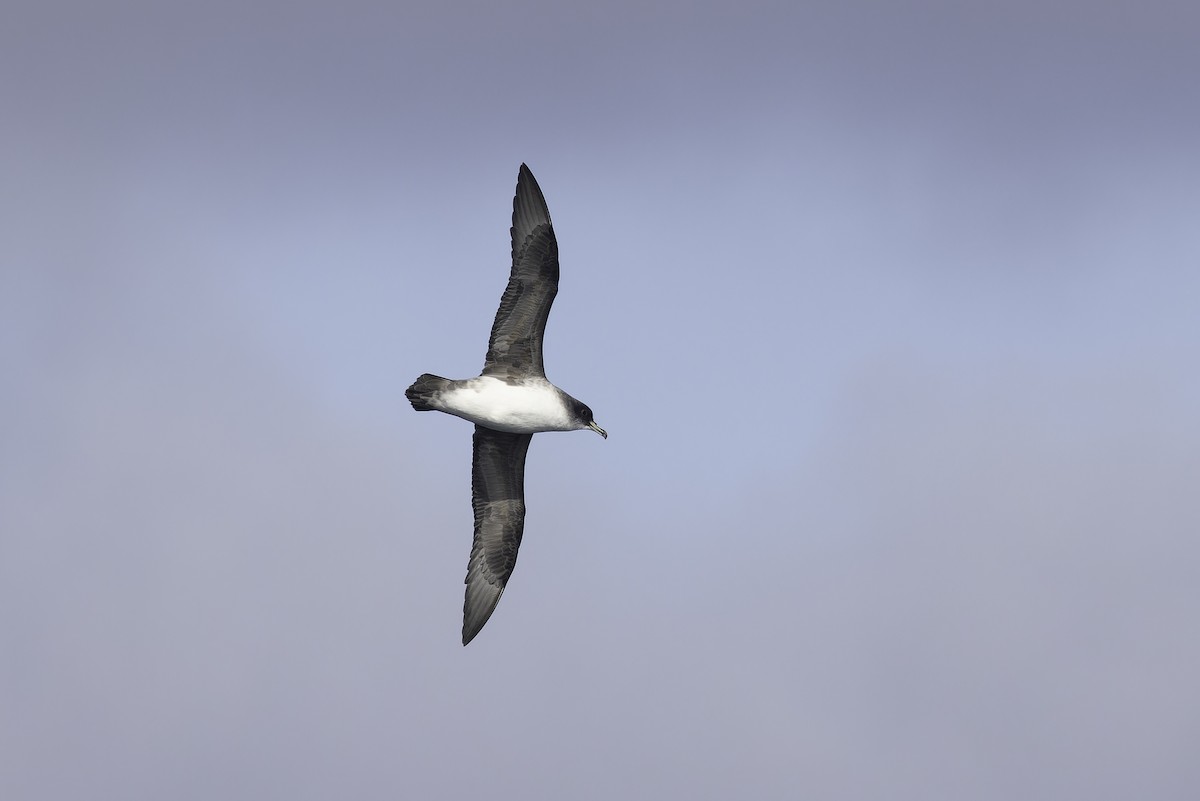 Gray Petrel - ML641205422