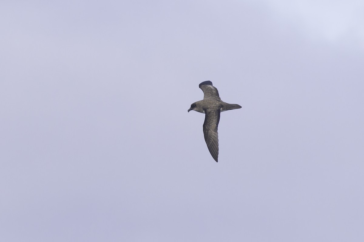 Gray Petrel - ML641205423