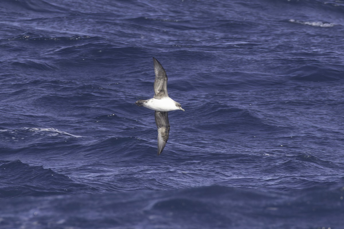 Gray Petrel - ML641205424