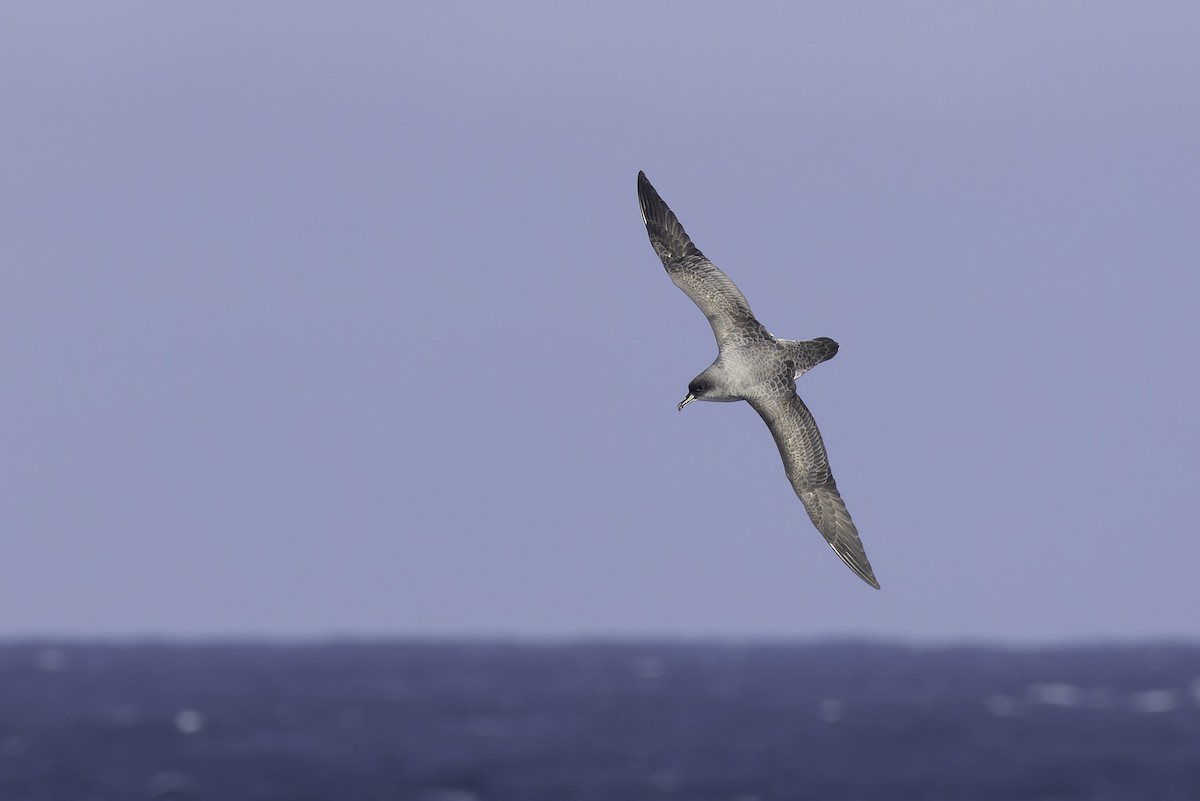 Gray Petrel - ML641205425
