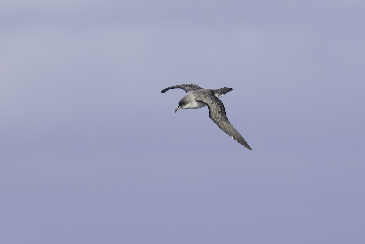 Gray Petrel - ML641205426