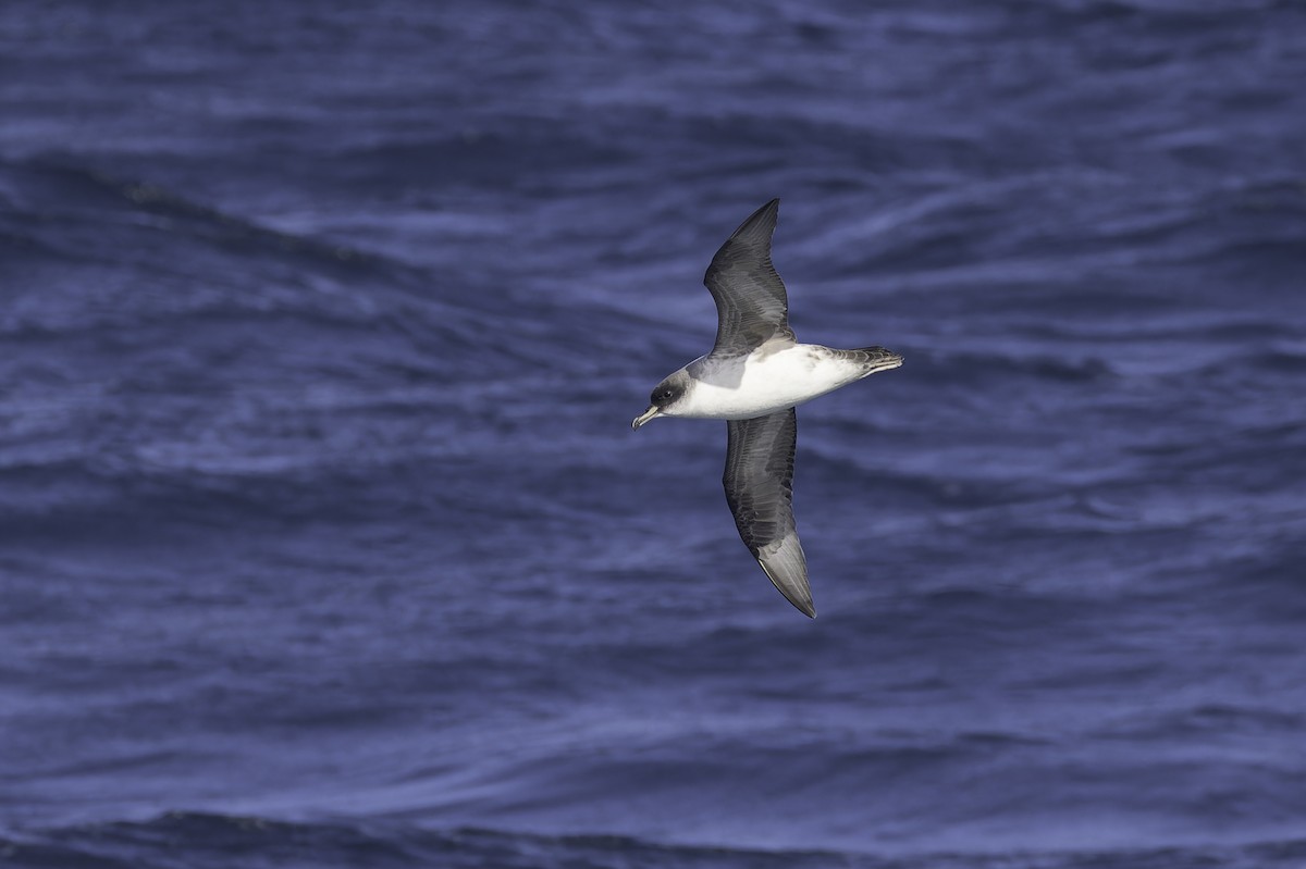 Gray Petrel - ML641205427