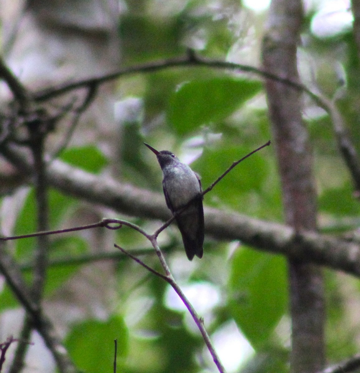 White-chinned Sapphire - ML641205429