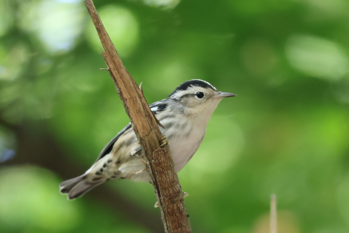 Black-and-white Warbler - ML641205430