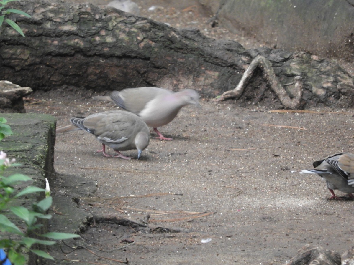 White-tipped Dove - ML641205432