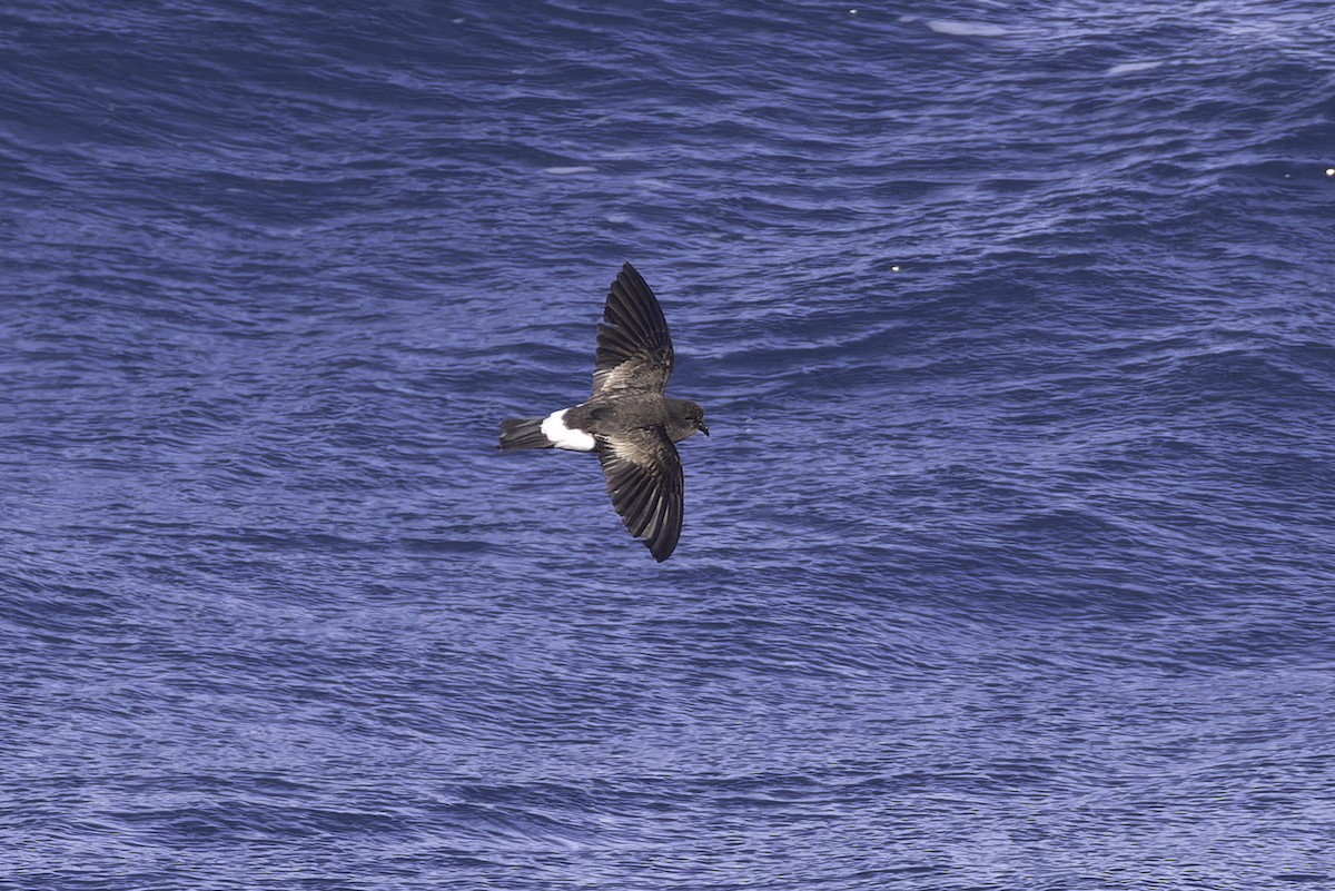 黃蹼洋海燕(oceanicus/exasperatus) - ML641205434
