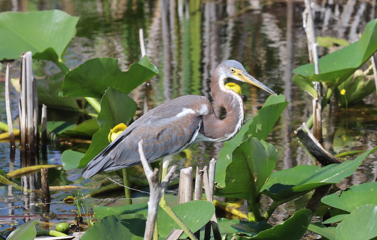 Tricolored Heron - ML641205435