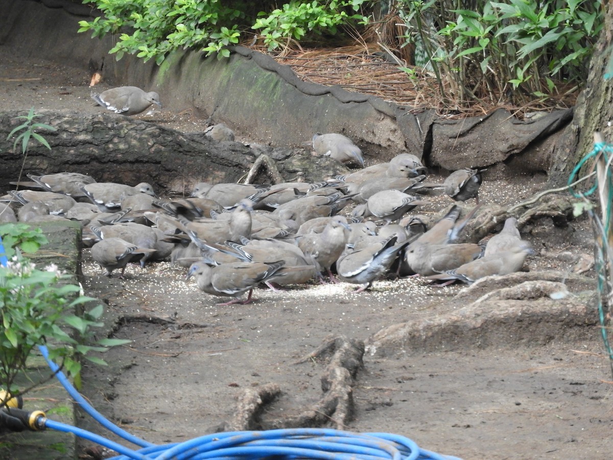 White-winged Dove - ML641205441