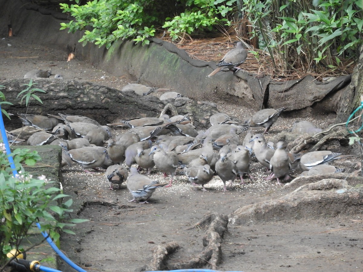 White-winged Dove - ML641205442