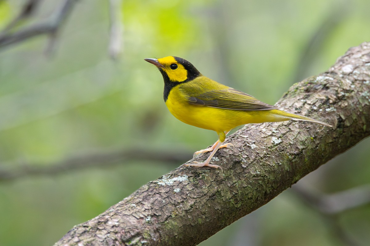 Hooded Warbler - ML641205445