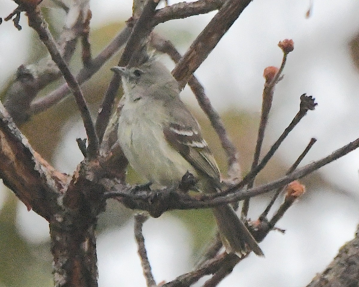 Plain-crested Elaenia - ML641205453