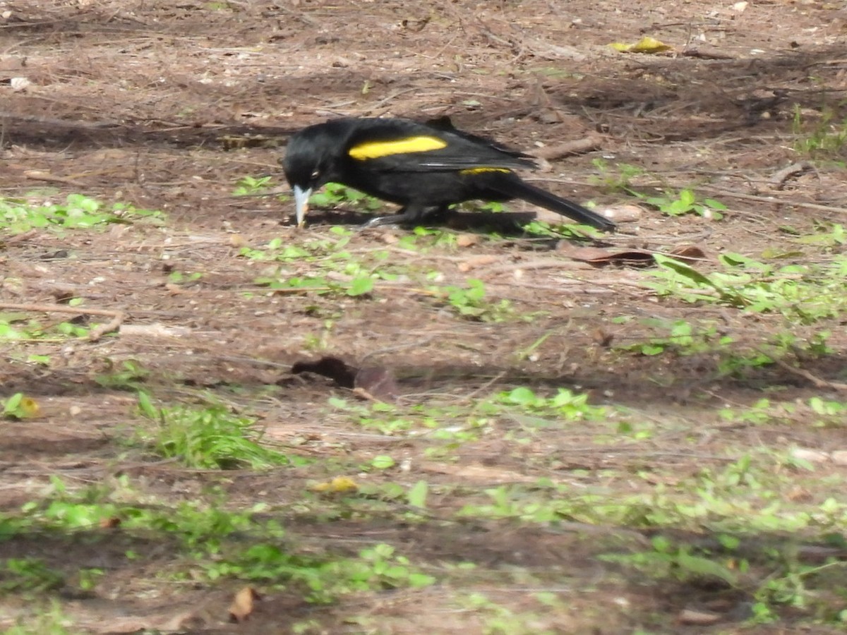 Golden-winged Cacique - ML641205468