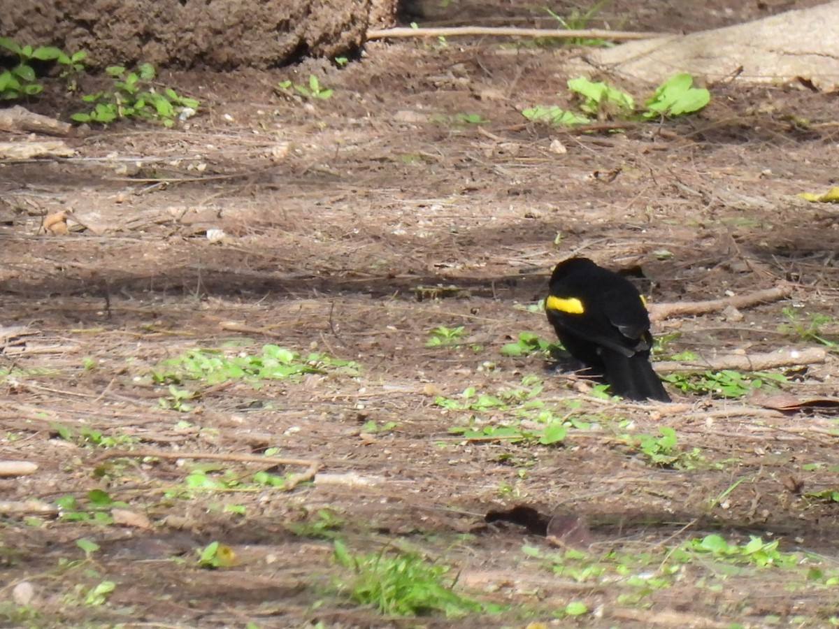 Golden-winged Cacique - ML641205469