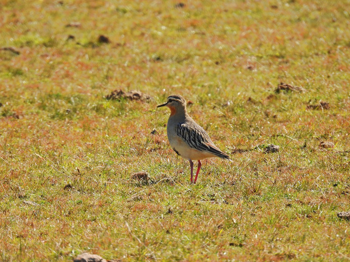 Tawny-throated Dotterel - ML641205478
