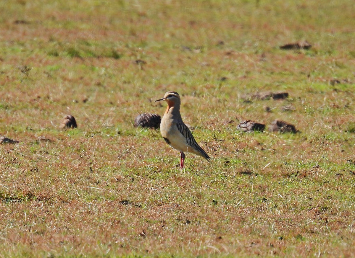 Tawny-throated Dotterel - ML641205504