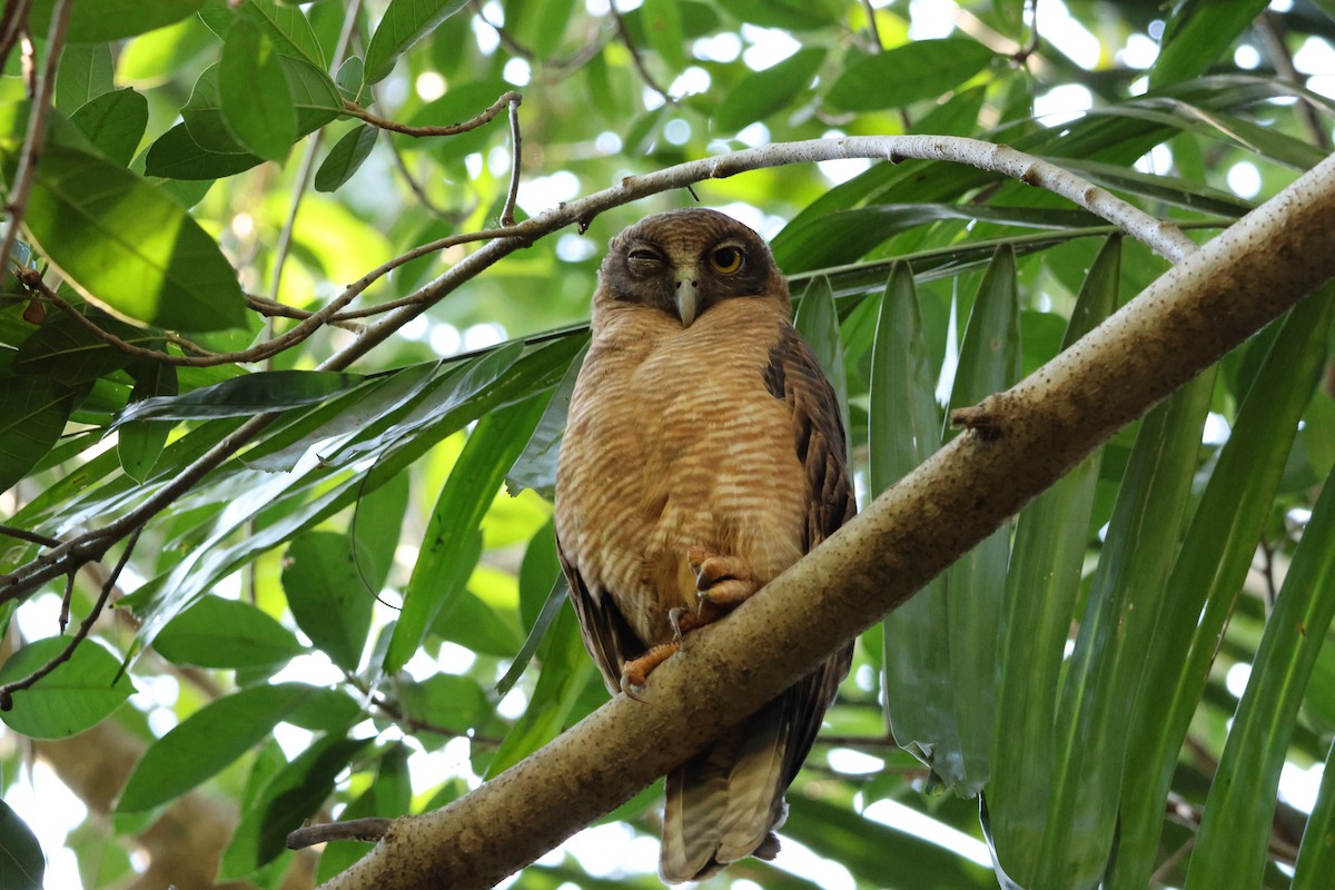Rufous Owl - ML641205514
