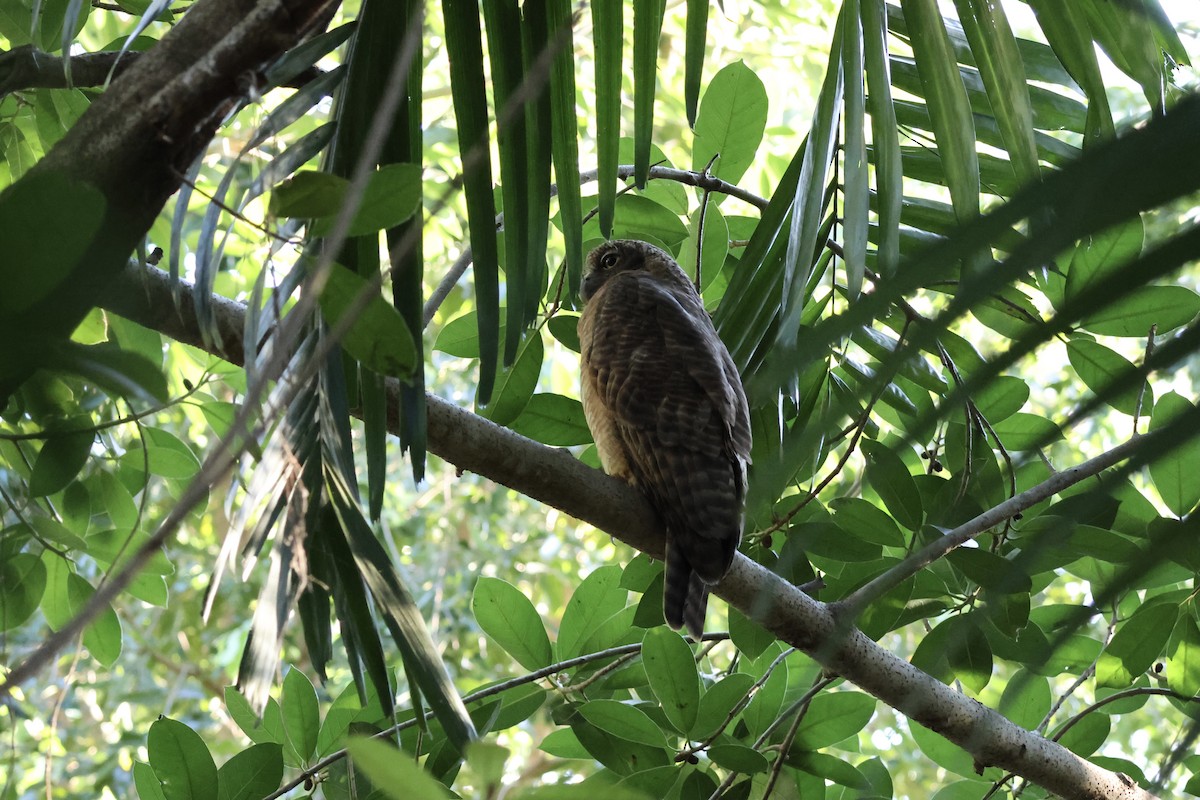 Rufous Owl - ML641205517