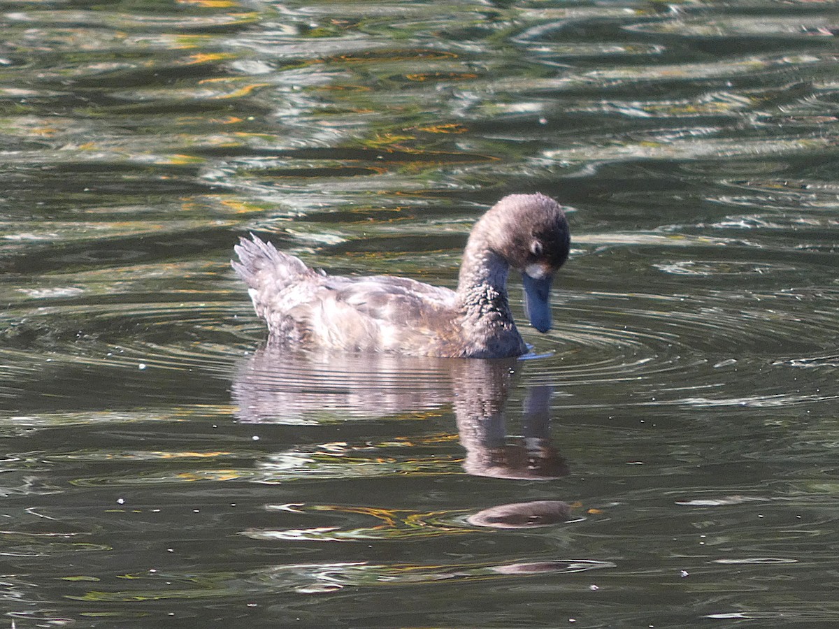 コスズガモ - ML641205542