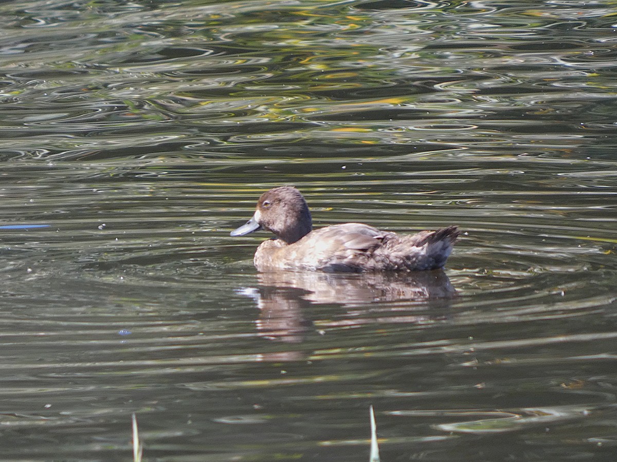 コスズガモ - ML641205543