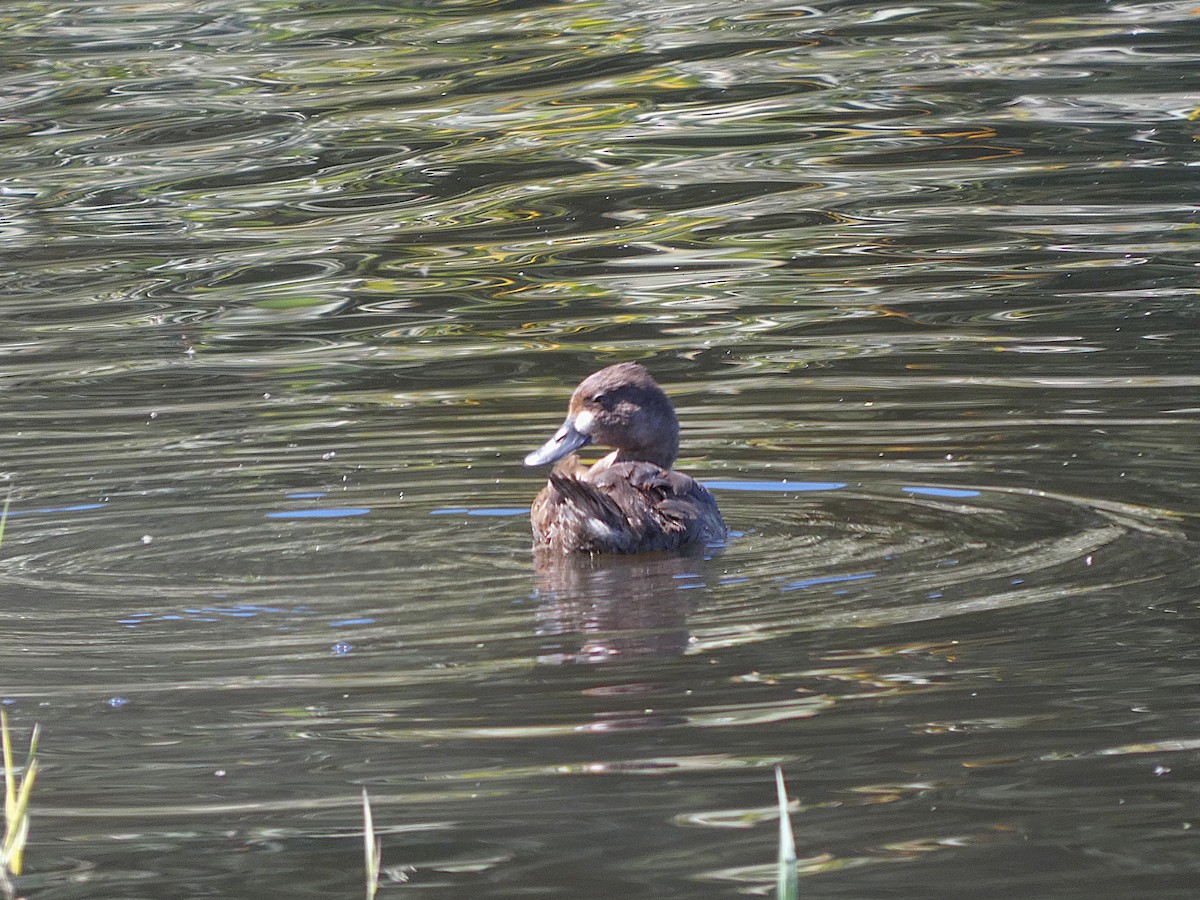 コスズガモ - ML641205547