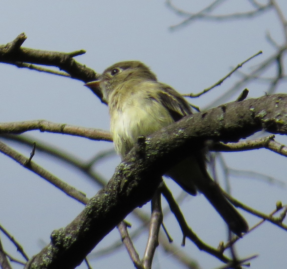 Empidonax sp. - ML641205554