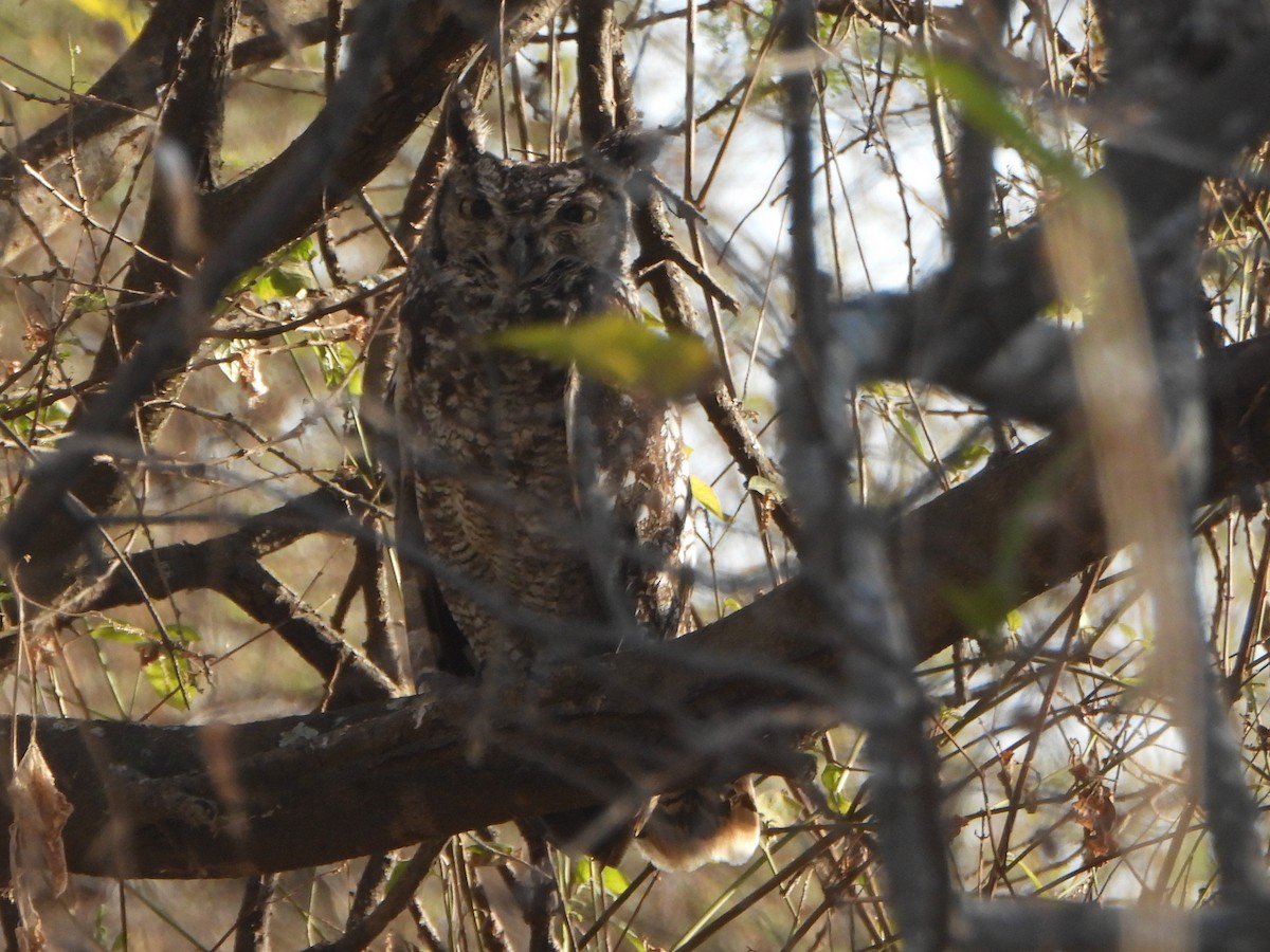 Spotted Eagle-Owl - ML641205646