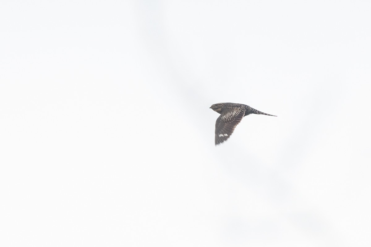 Common Nighthawk - ML641205677