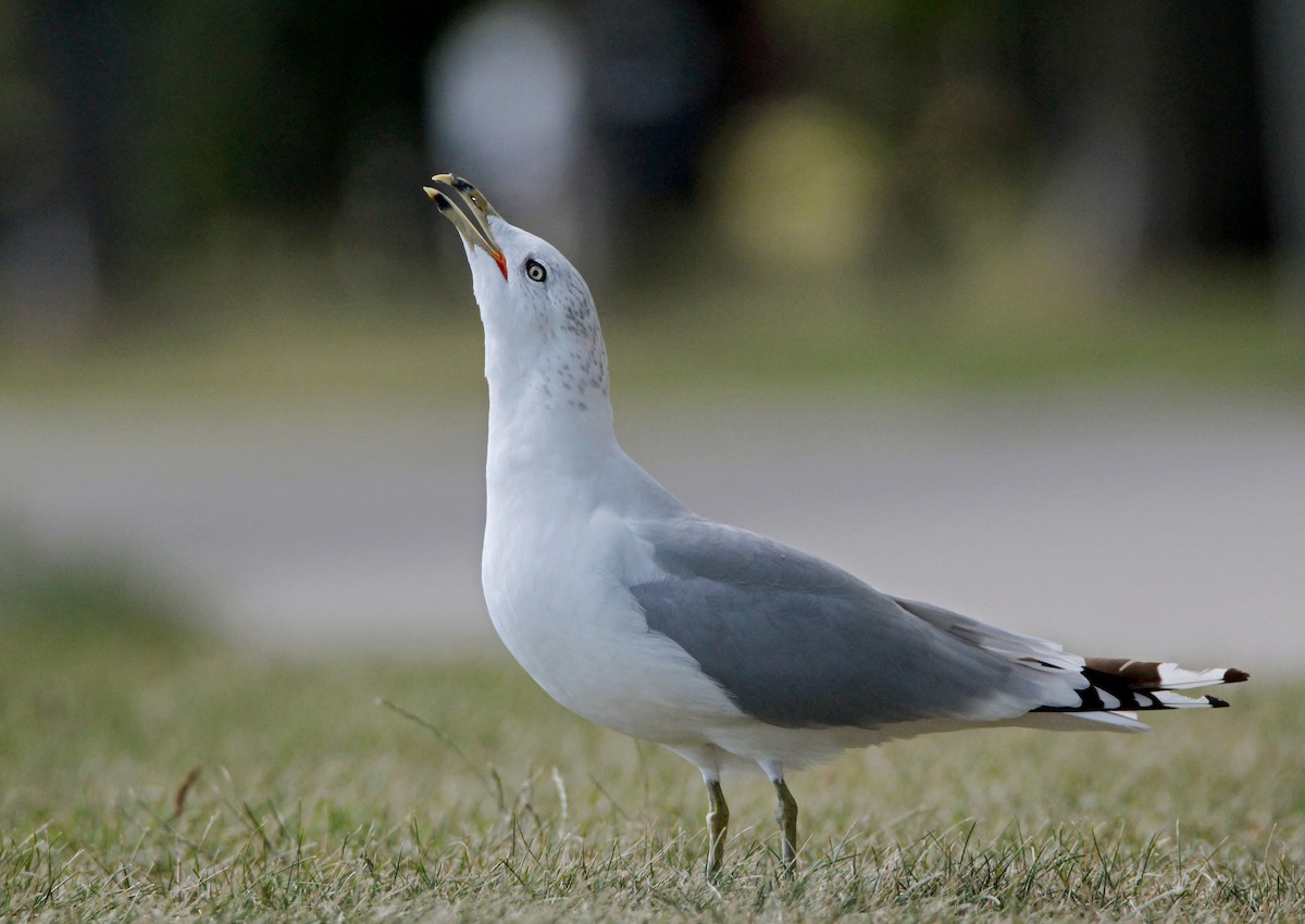 Ring-billed Gull - ML641205679