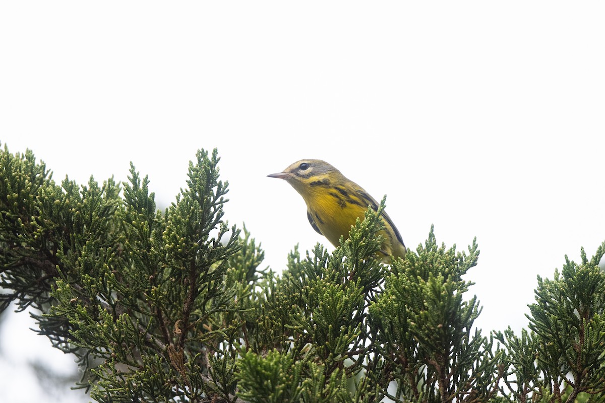 Prairie Warbler - ML641205693