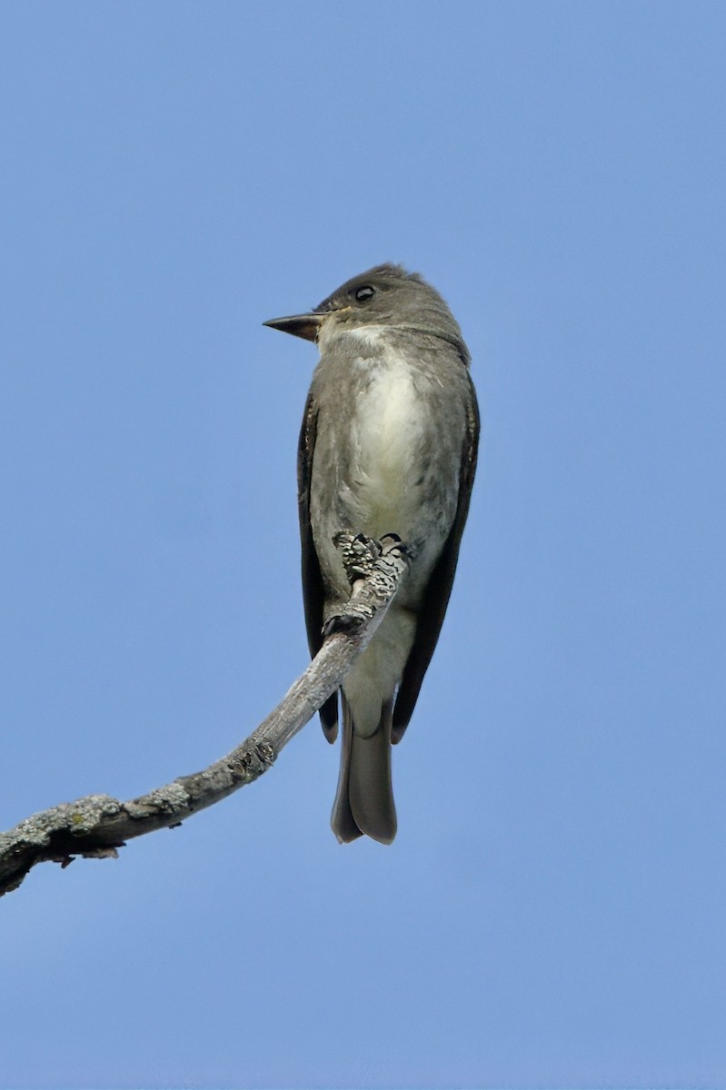 Olive-sided Flycatcher - ML641205694