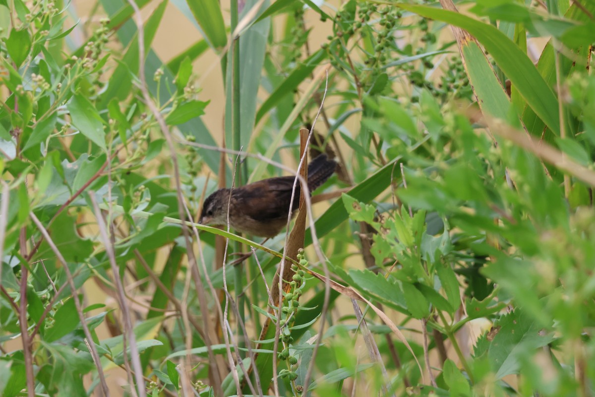 Marsh Wren - ML641205705
