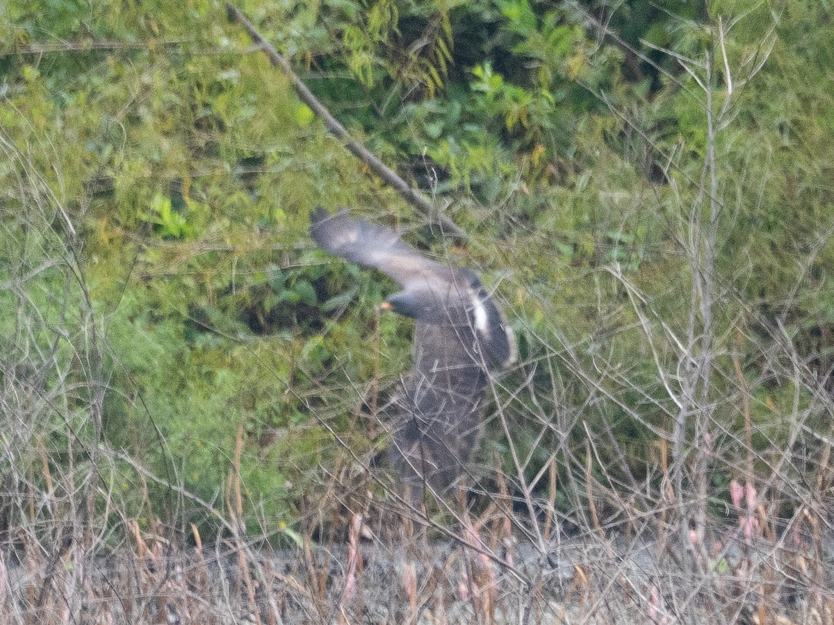 Snail Kite - ML641205747