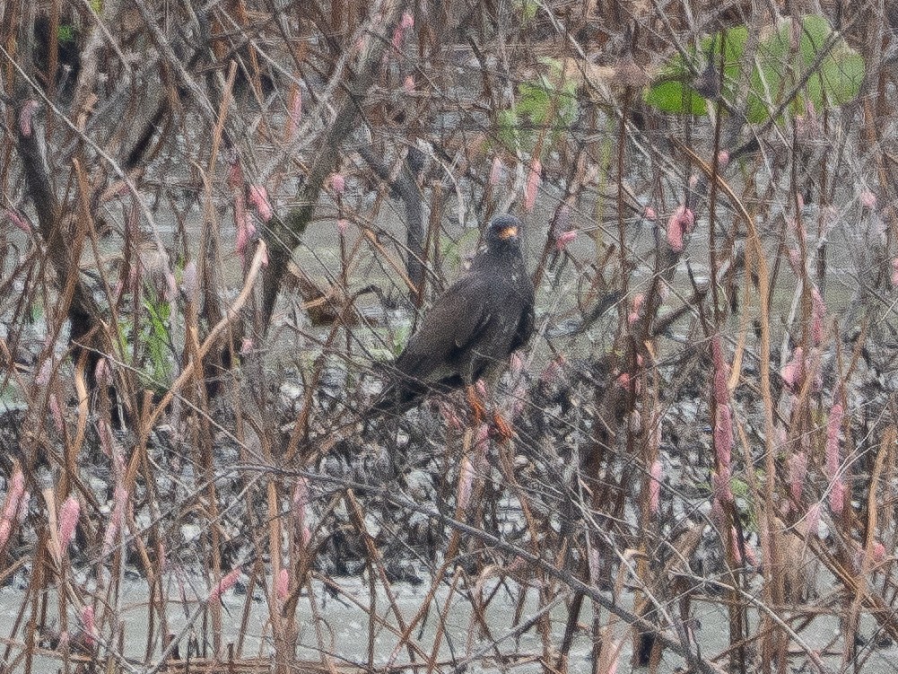 Snail Kite - ML641205748