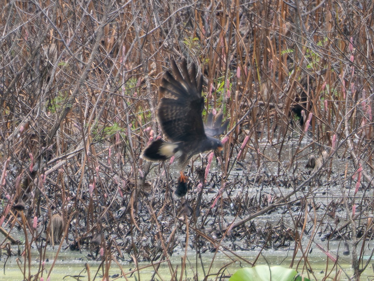 Snail Kite - ML641205749