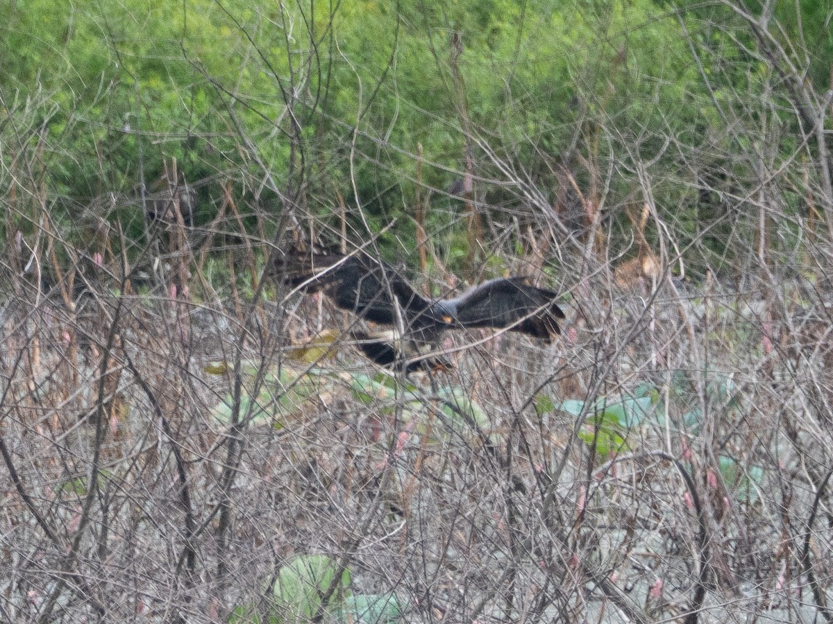 Snail Kite - ML641205750
