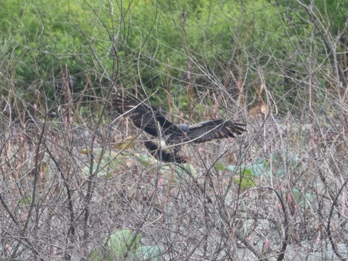 Snail Kite - ML641205751