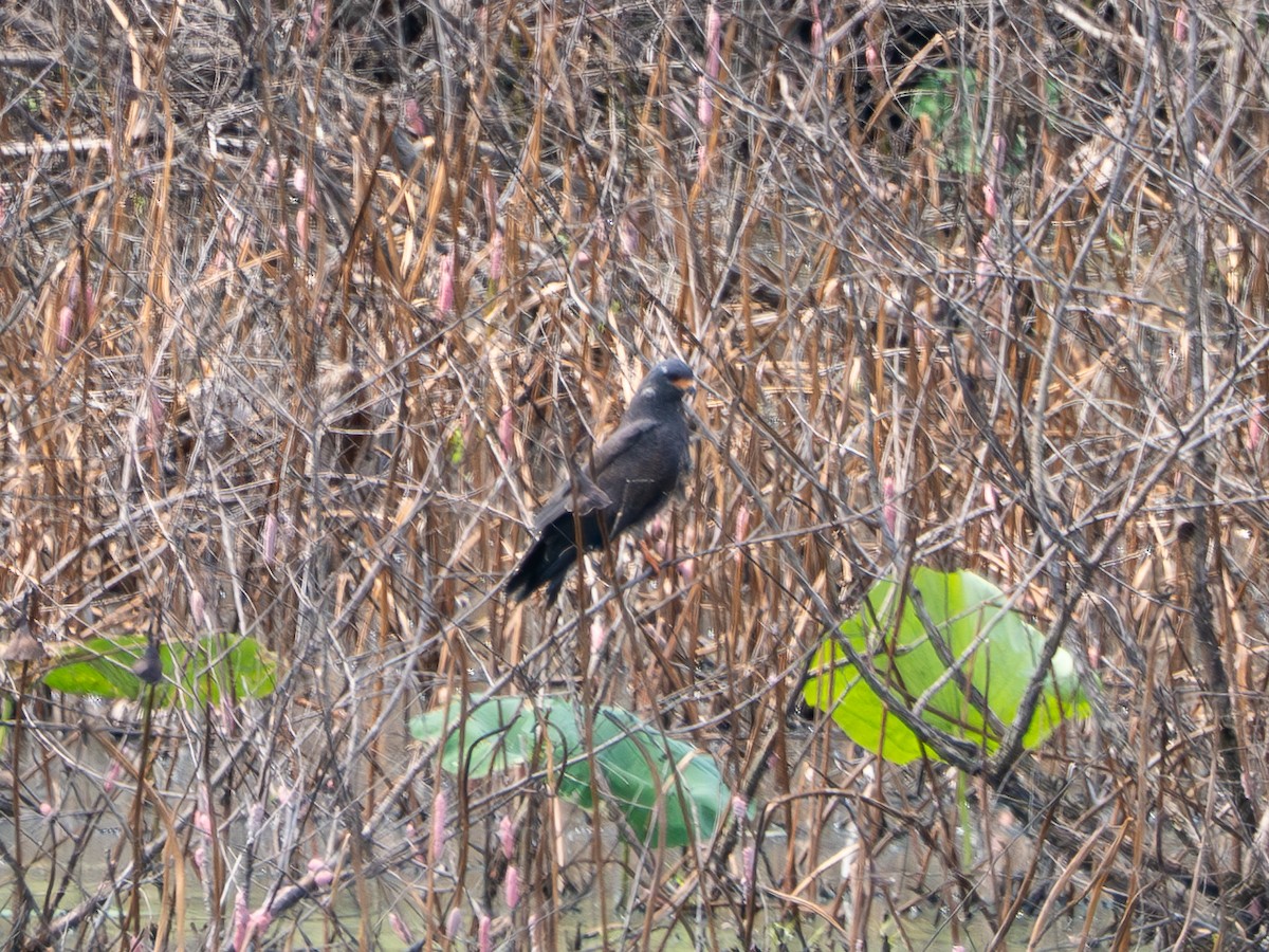 Snail Kite - ML641205752