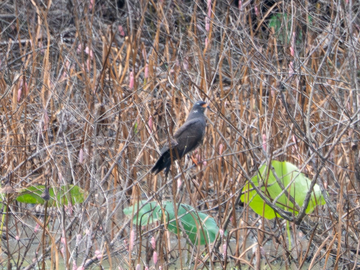 Snail Kite - ML641205753